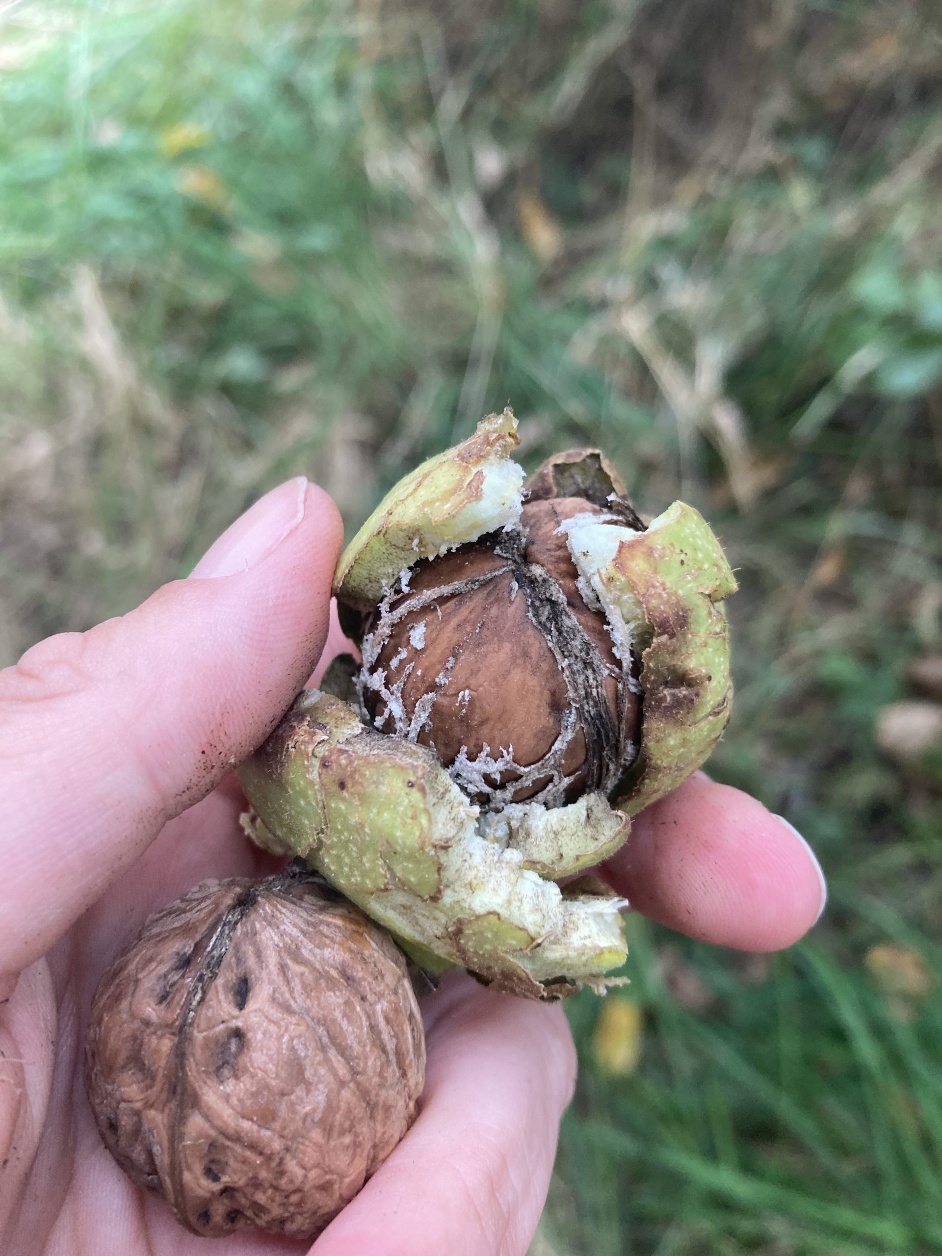 Holding walnuts